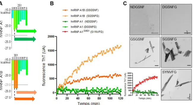 Figure 10. Propension  à  la  fibrillisation  des  peptides  dérivés  d’hnRNP  A1B.  (A) 