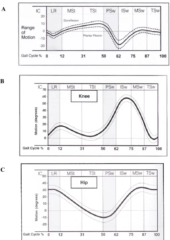 Figure 1. Courbes cinématiques pour les articulations de la cheville (Figure A), du  genou (Figure B) et de la hanche (Figure C) lors de la marche normale 