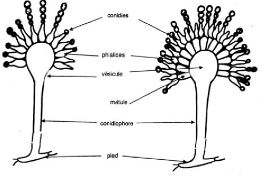 Figure 1. Tête aspergillaire bisériée (gauche) et unisériée (droite). Figure tirée (Guillaume et  Alcindor, 2006) avec autorisation