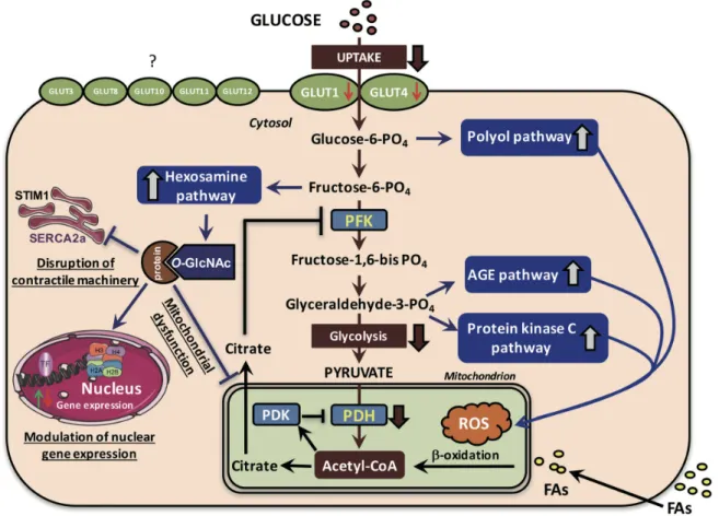 Figure  3:  Le  métabolisme  du  glucose  lors  de  l’initiation  et  la  progression  de  la  cardiomyopathie diabétique