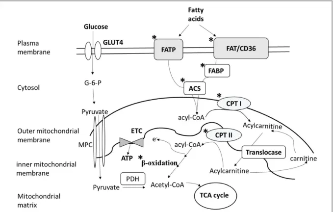 Figure 4: Le métabolisme des acides gras et de la β-oxydation lors de la cardiomyopathie  diabétique