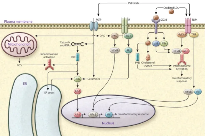 Figure 5: Effet de la lipotoxicité lors du processus inflammatoire.  