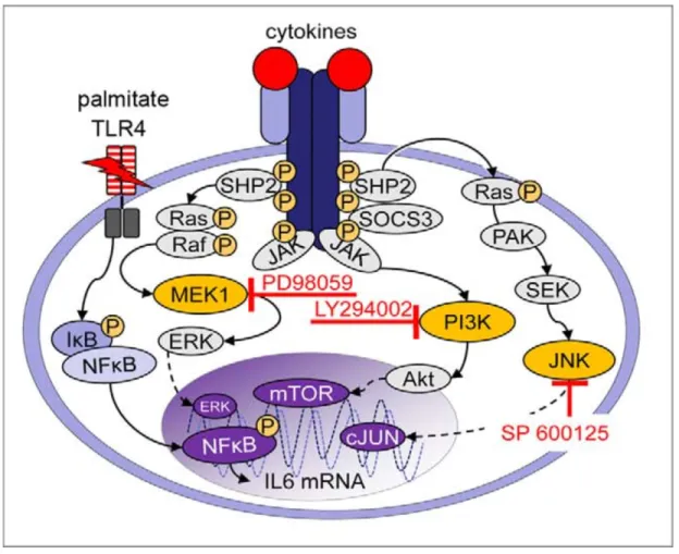 Figure  6:  Les  différentes  voies  de  signalisation  qui  sont  impliquées  dans  le  mécanisme  inflammatoire de l’IL-6