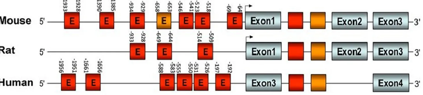 Figure  1 :  Schéma  du  gène  Nlgn1  chez  la  souris,  le  rat,  et  l’humain  montrant  les  positions des E-boxes par rapport au site d’initiation de la transcription (flèche noire)