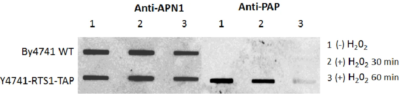 Figure 3. Effect of H 2 O 2  treatment on the recruitment of Rts1 to DNA. Treatment of the BY4741– RTS1-TAP cells with H 2 O 2  at 0.5mM reduced the expression levels of RTS1, but not APN1, at  60min post-treatment