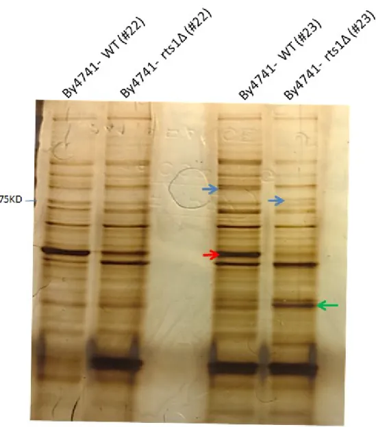 Figure 4. Silver stained polyacrylamide gel of fractions #22 and 23 extracted from BY4741 WT 