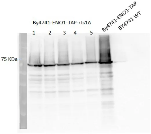 Figure  7.  rts1  Gene  Deletion  Reduces  ENO1  Expression.  Deletion  of  RTS1  gene  reduced  the 