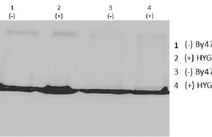 Figure 8. Expression levels of CDC19 in untreated and Hygromycin (25 µg/ml)-treated  BY4741-