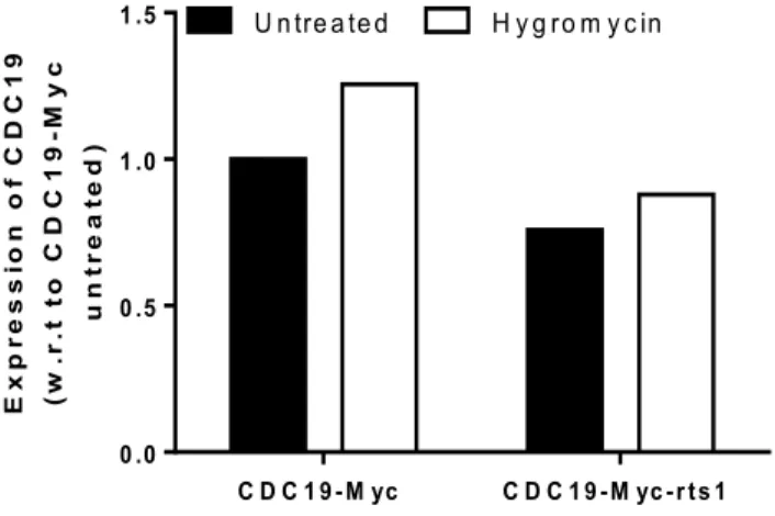 Figure 9. Quantification of the expression levels of CDC19 in the untreated and Hygromycin (25 