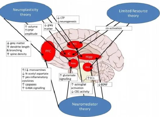 Figure 1: potential mechanisms of pain-related cognitive impairment (24). 