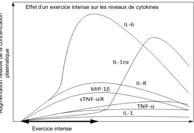 Figure 9 : Effets d’un exercice intense sur les concentrations de cytokines. Les cytokines pro- pro-inflammatoires (IL-1, IL-6 et TNF-α) augmentent rapidement après un effort intense de longue  durée, mais leur libération est contrebalancée par l’arrivée d