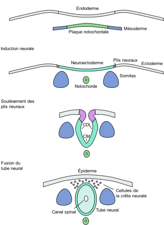 Figure  1 : Représentation graphique  du  processus  de  formation  du  tube  neural  de  la  gastrulation  jusqu’à  la  fermeture  complète