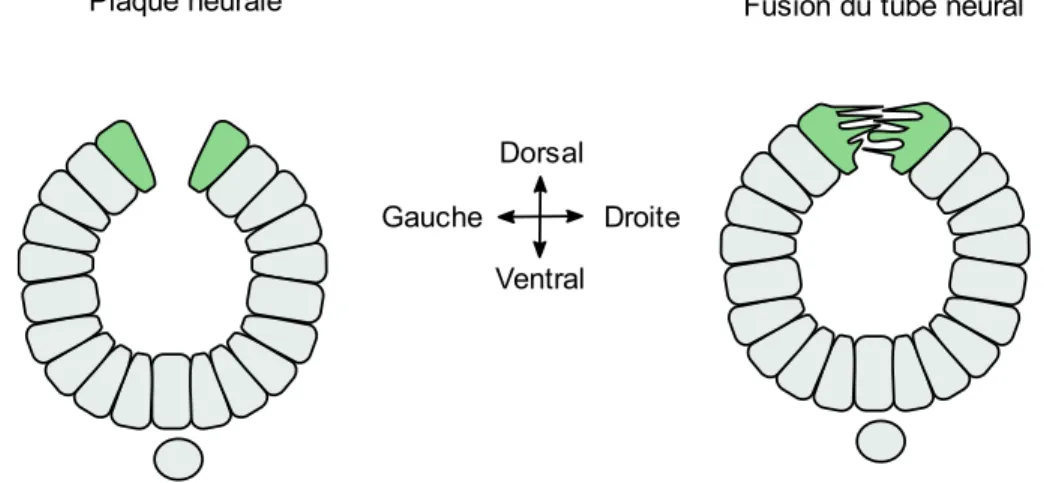 Figure 6 : Représentation graphique de la création des protrusions cellulaires lors de la fusion  du tube neural 