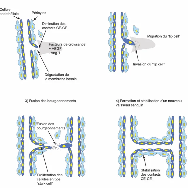 Figure 1.6: Représentation schématique de l’angiogenèse par bourgeonnement. 