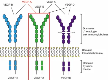 Figure 1.9: Structure des récepteurs au VEGF et leurs ligands. 