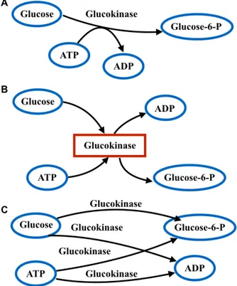 Figure	 1.3:	 Les	 différents	 types	 de	 graphes	 utilisés	 pour	 représenter	 les	 réseaux	 métaboliques	:	exemple	de	la	glucokinase.		