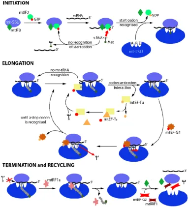 Figure 1 . Translation on mammalian mitochondria proceeds in  four consecutive steps: Initiation, elongation, termination, and 