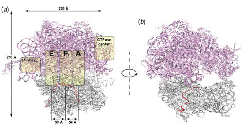 Figure 2. Structural view of the bacterial ribosome. (a) The 30S small subunit is 