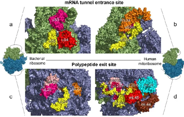 Figure 3 . Differences of mRNA entrance site and polypeptide exit site in bacterial ribosomes and 