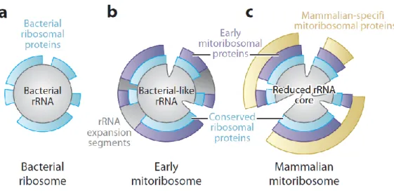 Figure 4 . Representation of the constructive evolution of mitoribosomes. a) Proteobacterial 