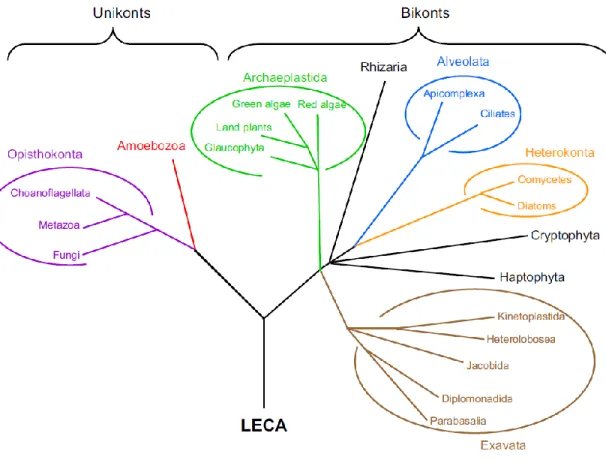 Figure 5 . Phylogenetic tree of eukaryotes used to predict the evolutionary history of mitoribosome  proteins