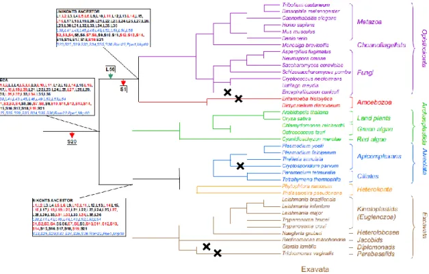 Figure 6 . Prediction of mito-r-proteins possessed by the LECA and its following evolution  in Bikonts and Unikonts