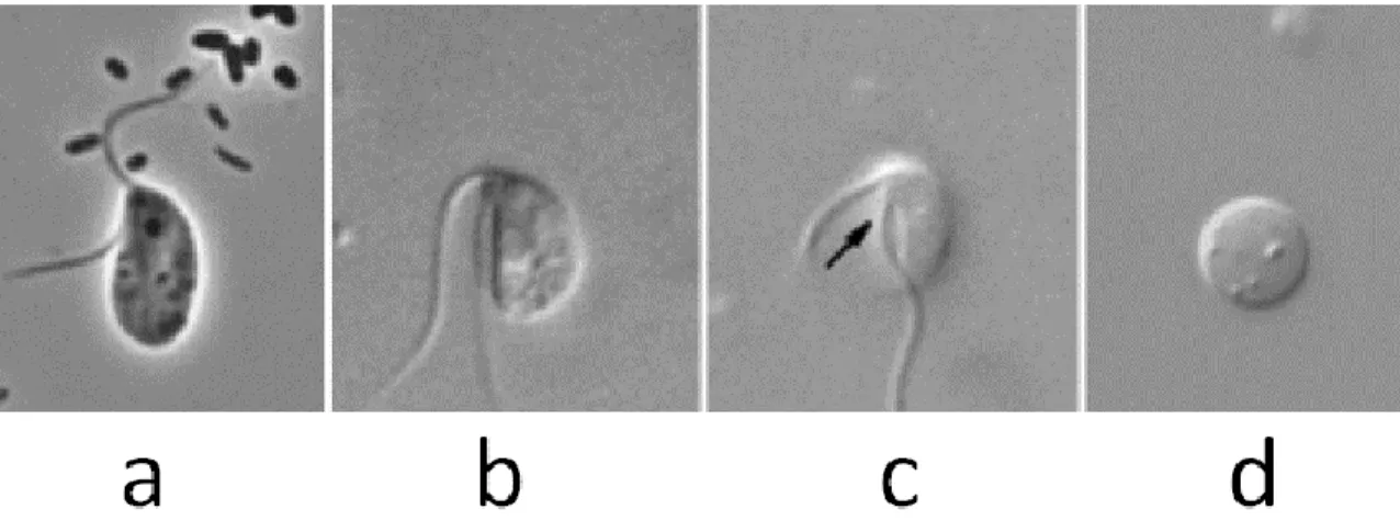 Figure 7 . Light micrographs of A. godoyi. a) Static cell, b) Mobile cell, c) Mobile cell, an arrow points the 