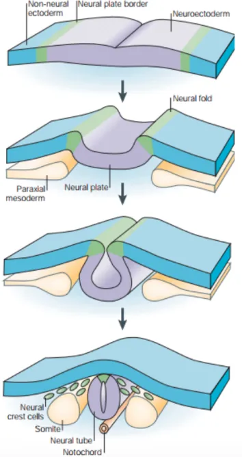 Figure 1.1 : Formation de la crête neurale. Lors de la neurulation les 