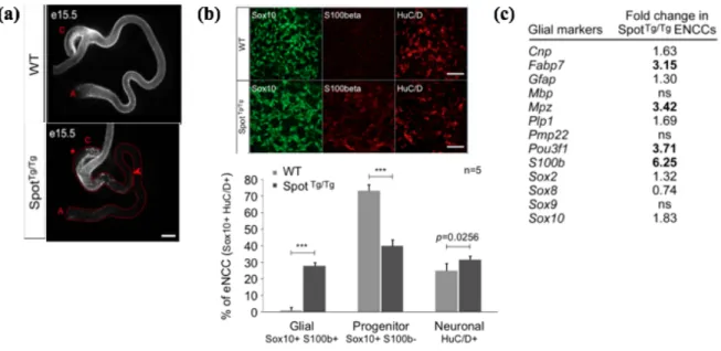 Figure 1.6 : Les CCN entériques des embryons Spot  Tg/Tg  se différencient prématurément  en cellules gliales au détriment des progéniteurs non différenciés