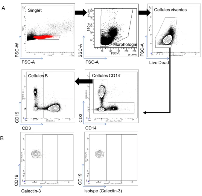 Figure 6 Expression de la galectin-3 par les cellules B CD19 de donneurs sains  analysé par cytométrie de flux 