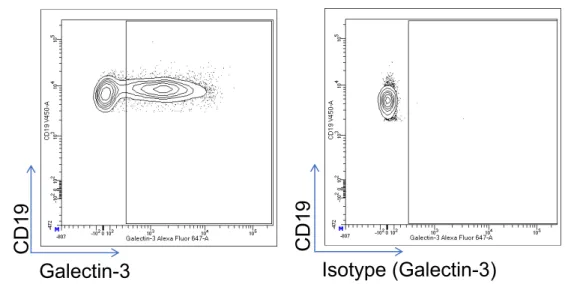Figure 8  Stratégie de sélection pour l'analyse de l'expression de la galectin-3 par  les sous-types de cellules B par cytométrie de flux 