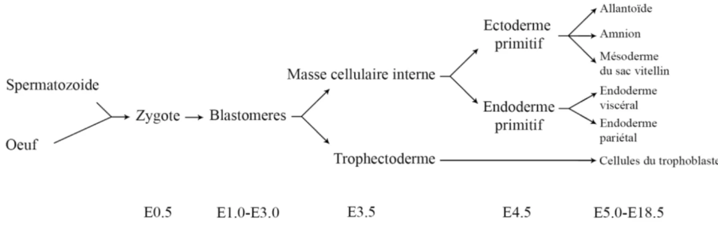 Figure  1.  Origine du développement des structures extra-embryonnaires chez la souris