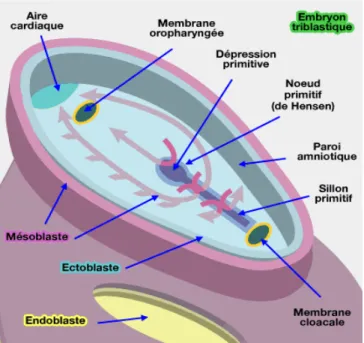 Figure 3. Embryon tri-blastique vue du haut avec les cellules de l’épiblaste en train de migrer 