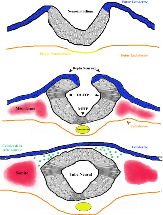 Figure 6.  Fermeture du tube neural et formation des points d'articulation médian (MHP) et 