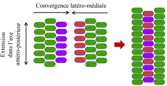 Figure  7.  Convergence et extension, un mécanisme qui permet l'extension de l'axe antéro-