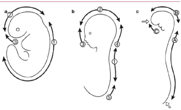 Figure 9. Sites d'initiation de fermeture du tube neural représentés de façon successive dans le 