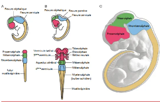 Figure 10. Développement de l'encéphale et de la moelle épinière à partir du tube neural chez 