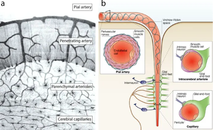 Figure 2. Moving down the cerebral vasculature. 