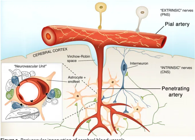 Figure 3. Perivascular innervation of cerebral blood vessels. 