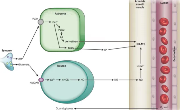 Figure 5. Major pathways of neuron and astrocyte-mediated neurovascular coupling. 