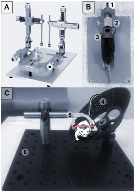 Figure 8. Development of a Restraint Apparatus for Conscious Imaging in Mice. 