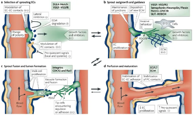 Figure 1.1. Le bourgeonnement angiogénique. À la suite du signal pro-angiogénique, 