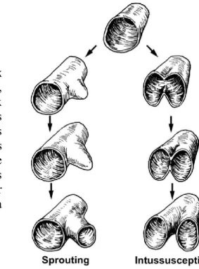 Figure  1.2.  Représentations  des  deux  différents types d’angiogenèse. À gauche, 