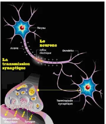Figure 1.  Représentation d’un axone, des dendrites et d’une jonction synaptique.  (Reproduit du site web : 