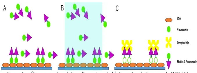 Figure 4.  Étapes pour la création d’un patron de biotines. Incubation avec le B4F (A),  liaison du B4F par illumination (B) et liaison de la streptavidine (C)
