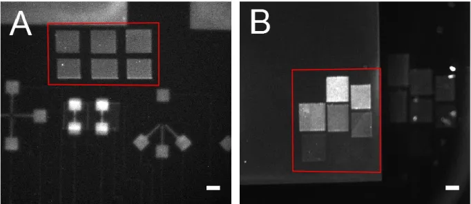 Figure 8.  Images en réflexion d’un microprocesseur et des patrons de biotin-4- biotin-4-fluorescéine (B4F) dans les carrés rouges sur le nitrate de silicium (A) et sur l’or (B), 