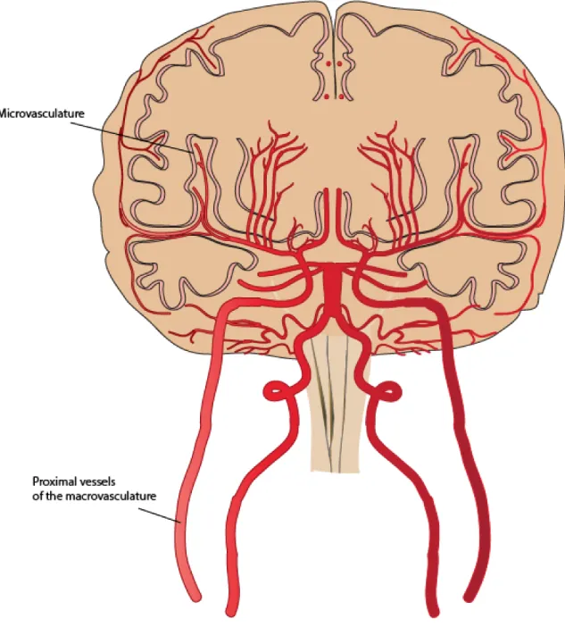 Figure 2 Macrovasculature and microvasculature 