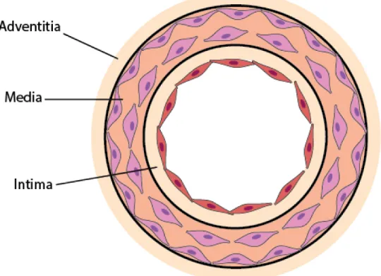 Figure 4 Layers of the Vasculature 