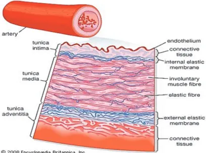Figure 1: The structure of the arterial wall.                                                                   Source:  https://www.britannica.com/science/renal-artery