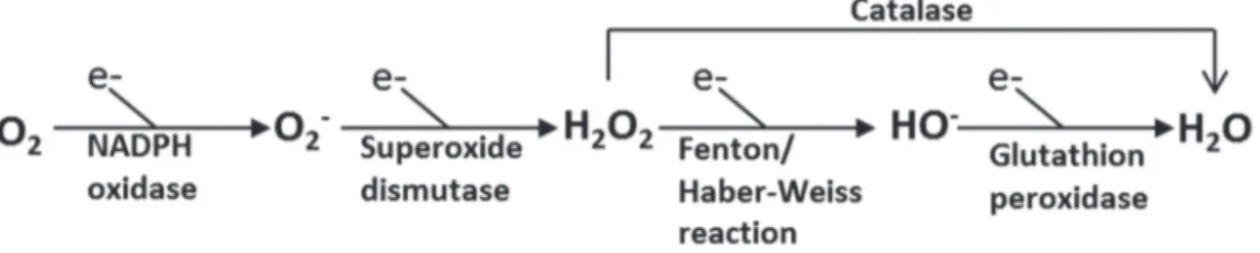 Figure 2: Simplified scheme showing key steps in the production of reactive                   oxygen species (ROS)